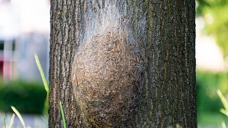 Nest Eikenprocessierups aan een boom