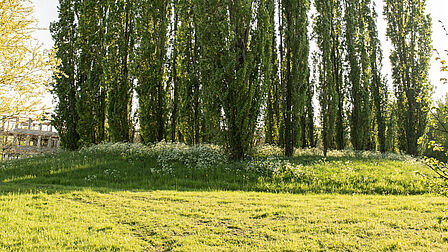 Grasveld met hoge bomen, locatie Wijnestein