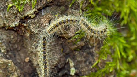 Foto van een eikenprocessierups