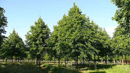 Een aantal koningslindes
