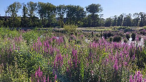 Park met water en paarse bloemen