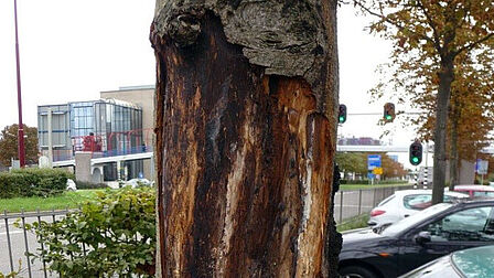 Afgestorven bast van een zieke kastanje