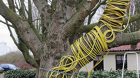 Boom met ingesnoerde tak