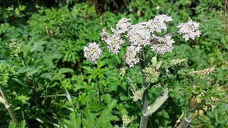 Gewone berenklauw in bloei