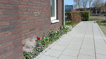 Foto van een geveltuin