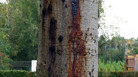 Bast van een kastanje met donkere vlekken