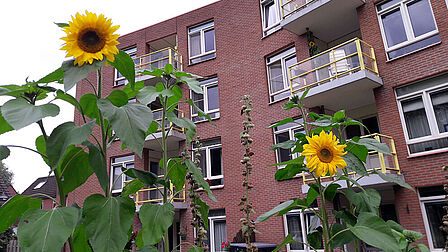 Appartementencomplex met zonnebloemen ervoor